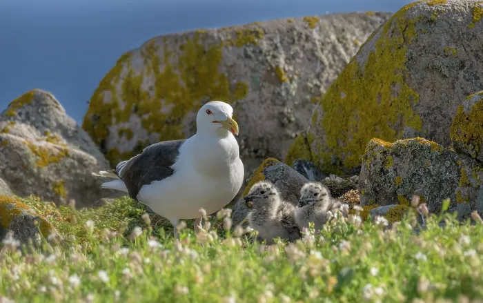 Framed Print : Great black-backed gull (Larus marinus) with chicks on cliff top, Great Saltee Island, County Wexford, Republic of Ireland. June Framed Print : Great black-backed gull (Larus marinus) with chicks on cliff top, Great Saltee Island, County Wexford, Republic of Ireland. June