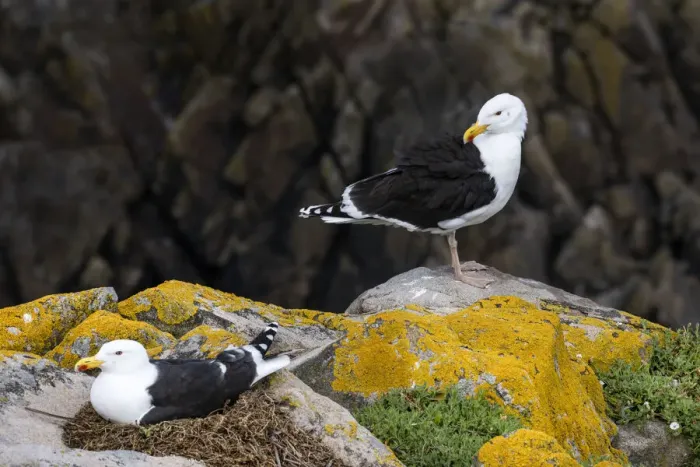 Framed Print : Great black-backed gull (Larus marinus) on nest, Saltee Island, County Wexford, Ireland. June Framed Print : Great black-backed gull (Larus marinus) on nest, Saltee Island, County Wexford, Ireland. June