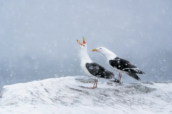 Framed Print : Great black-backed gulls (Larus marinus) pair, courtship display in heavy snowfall Framed Print : Great black-backed gulls (Larus marinus) pair, courtship display in heavy snowfall