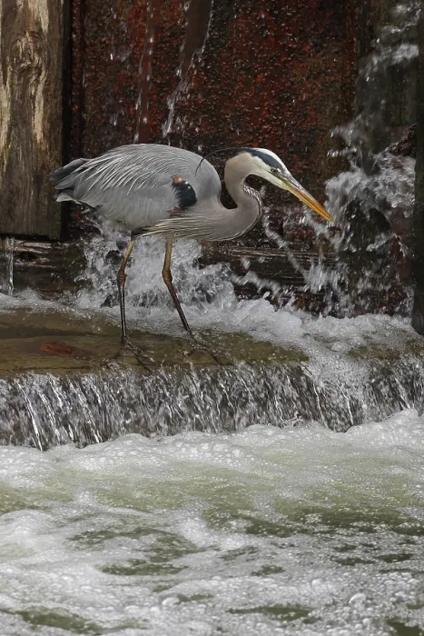 Framed Print : Great blue heron (Ardea herodias) fishing at canal lock, Maryland, USA. April Framed Print : Great blue heron (Ardea herodias) fishing at canal lock, Maryland, USA. April