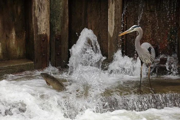 Framed Print : Great blue heron (Ardea herodias) fishing at canal lock, Maryland, USA. April Framed Print : Great blue heron (Ardea herodias) fishing at canal lock, Maryland, USA. April
