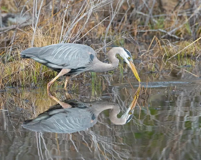 Framed Print : Great blue heron (Ardea herodias) fishing in a small pond, Acadia National Park, Maine, USA. April Framed Print : Great blue heron (Ardea herodias) fishing in a small pond, Acadia National Park, Maine, USA. April