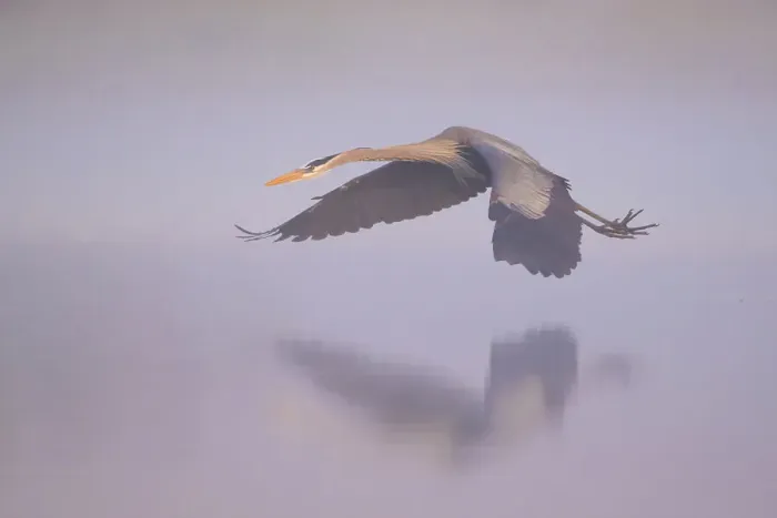 Framed Print : Great blue heron (Ardea herodias) flying over foggy river at sunrise. Myakka River State Park, Florida, USA. Sequende 2 of 2 Framed Print : Great blue heron (Ardea herodias) flying over foggy river at sunrise. Myakka River State Park, Florida, USA. Sequende 2 of 2