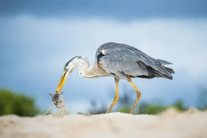 Framed Print : Great blue heron (Ardea herodias) with hatchling sea turtle prey, Las Bachas Framed Print : Great blue heron (Ardea herodias) with hatchling sea turtle prey, Las Bachas