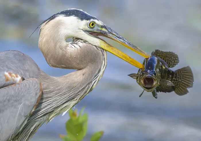 Framed Print : Great blue heron (Ardea herodias) holding fish in beak. Everglades National Park, Florida, USA Framed Print : Great blue heron (Ardea herodias) holding fish in beak. Everglades National Park, Florida, USA