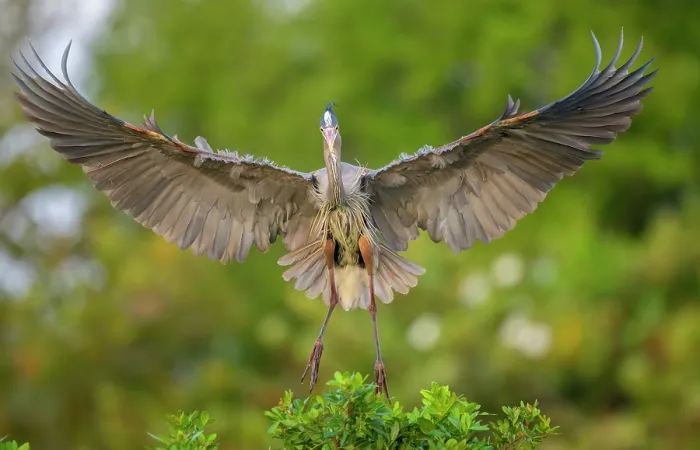 Framed Print : Great blue heron (Ardea herodias) landing in tree top, Audubon Venice Rookery, Florida, USA. March Framed Print : Great blue heron (Ardea herodias) landing in tree top, Audubon Venice Rookery, Florida, USA. March