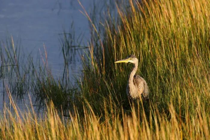 Framed Print : Great blue heron (Ardea herodias) in marsh, Prince Edward Island National Park, Canada Framed Print : Great blue heron (Ardea herodias) in marsh, Prince Edward Island National Park, Canada