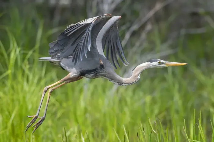 Framed Print : Great blue heron (Ardea herodias) taking flight, Acadia National Park, Maine, USA. June Framed Print : Great blue heron (Ardea herodias) taking flight, Acadia National Park, Maine, USA. June