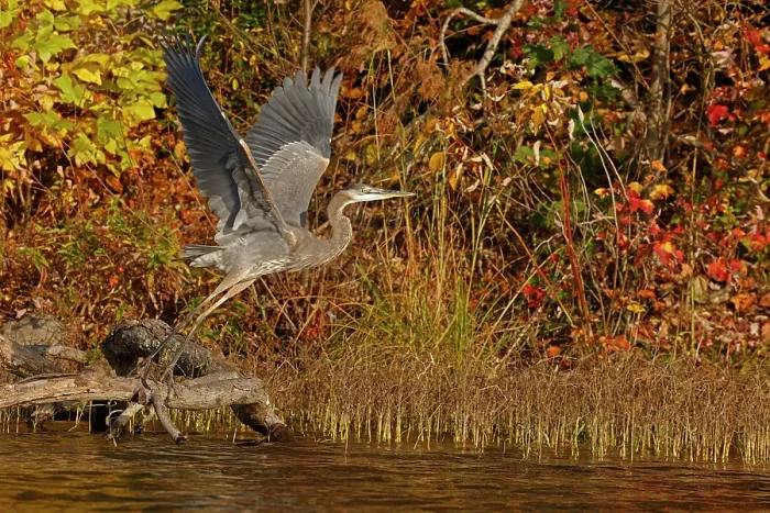 Framed Print : Great blue heron (Ardea herodias) taking flight, Maryland, USA. October Framed Print : Great blue heron (Ardea herodias) taking flight, Maryland, USA. October