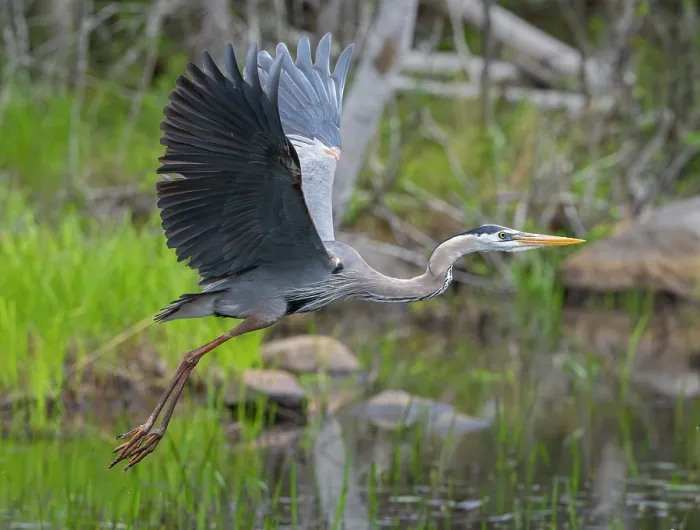 Framed Print : Great blue heron (Ardea herodias) taking flight from pond, Acadia National Park, Maine, USA. May Framed Print : Great blue heron (Ardea herodias) taking flight from pond, Acadia National Park, Maine, USA. May