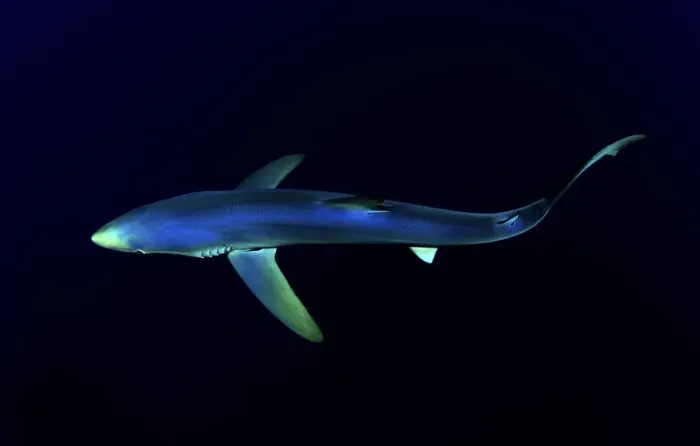 Framed Print : Great Blue Shark (Prionace glauca), dorsal view against dark water Framed Print : Great Blue Shark (Prionace glauca), dorsal view against dark water