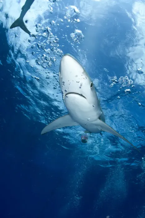 Framed Print : Great Blue shark (Prionace glauca) viewed from just below the surface, Pico Island Framed Print : Great Blue shark (Prionace glauca) viewed from just below the surface, Pico Island