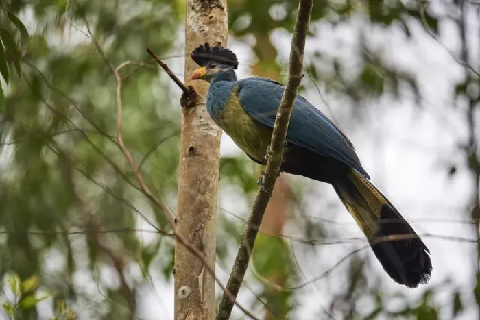 Framed Print : Great blue turaco (Corythaeola cristata) in Bigodi wetland santuary, Uganda Framed Print : Great blue turaco (Corythaeola cristata) in Bigodi wetland santuary, Uganda
