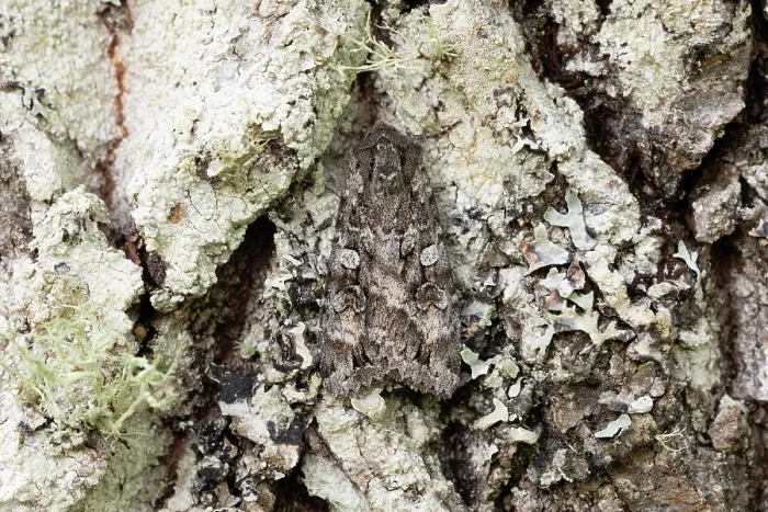Framed Print : Great brocade (Eurois occulta) moth camouflaged on Aspen trunk, Insh Marshes, Cairngorms National Park, Scotland, UK. July Framed Print : Great brocade (Eurois occulta) moth camouflaged on Aspen trunk, Insh Marshes, Cairngorms National Park, Scotland, UK. July