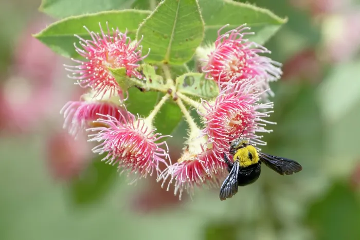 Framed Print : Great carpenter bee (Xylocopa sp.) feeding on a flowering Dunlop's bloodwood (Corymbia dunlopiana), Adelaide River Hills, Northern Territory, Australia Framed Print : Great carpenter bee (Xylocopa sp.) feeding on a flowering Dunlop's bloodwood (Corymbia dunlopiana), Adelaide River Hills, Northern Territory, Australia