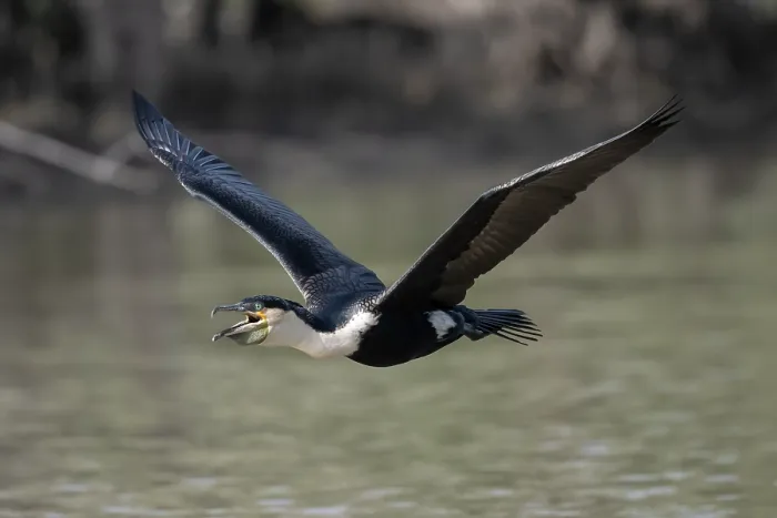 Framed Print : Great cormorant (Phalacrocorax carbo) in flight over water, Bao Bolong Wetland Reserve, The Gambia