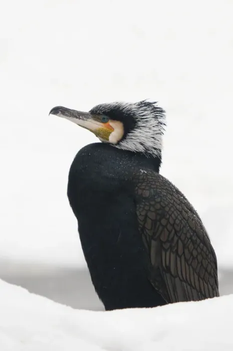 Framed Print : Great cormorant (Phalacrocorax carbo) in snow. Netherlands. January Framed Print : Great cormorant (Phalacrocorax carbo) in snow. Netherlands. January