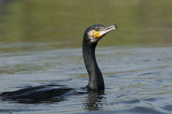 Great cormorant (Phalacrocorax carbo) on water, Fisher pond, Prypiat area, Belarus