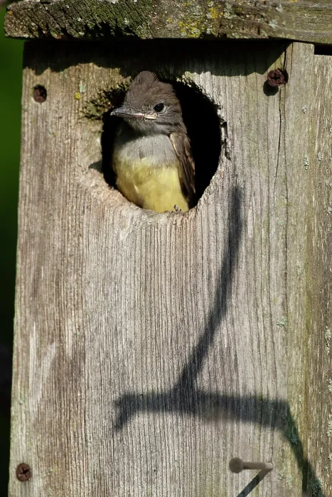 Framed Print : Great crested flycatcher (Myiarchus crinitus) peering out of garden nest box, Hoot Hollow, Pennsylvania, USA. June Framed Print : Great crested flycatcher (Myiarchus crinitus) peering out of garden nest box, Hoot Hollow, Pennsylvania, USA. June