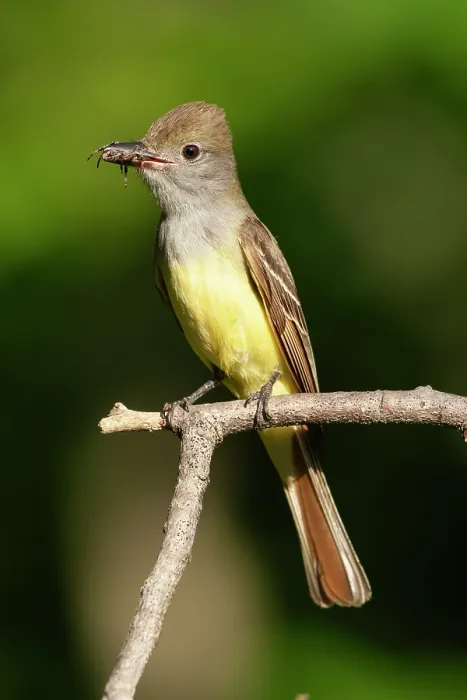 Framed Print : Great crested flycatcher (Myiarchus crinitus) perched on branch in garden feeding on spider prey, Hoot Hollow, Pennsylvania, USA. June