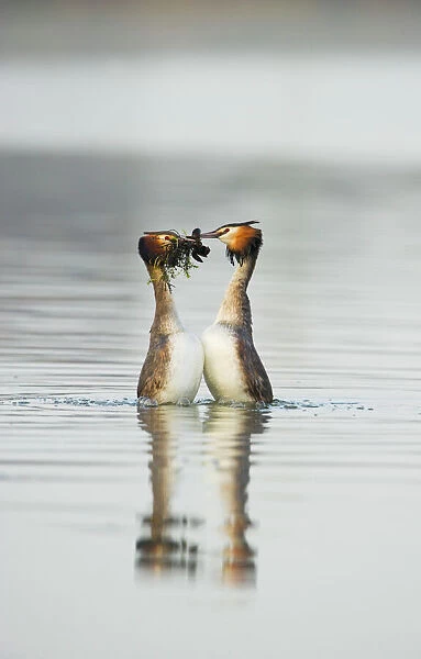 Great crested grebe (Podiceps cristatus) pair performing the weed dance, '