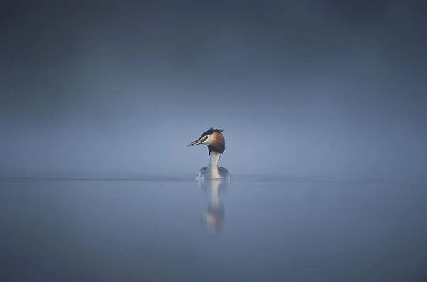 Great crested grebe (Podiceps cristatus) adult emerges from a thick mist into dawn sunlight, Derbyshire, UK, April. 2020VISION Book Plate