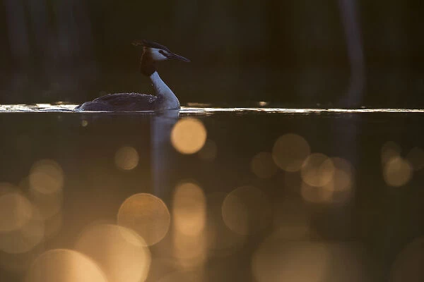 Great crested grebe (Podiceps cristatus) adult bird backlit with bokeh affect in foreground