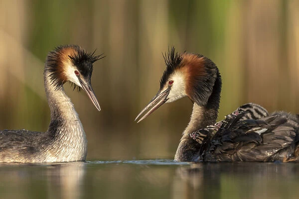 Great crested grebe (Podiceps cristatus) adults courting and greeting each other to