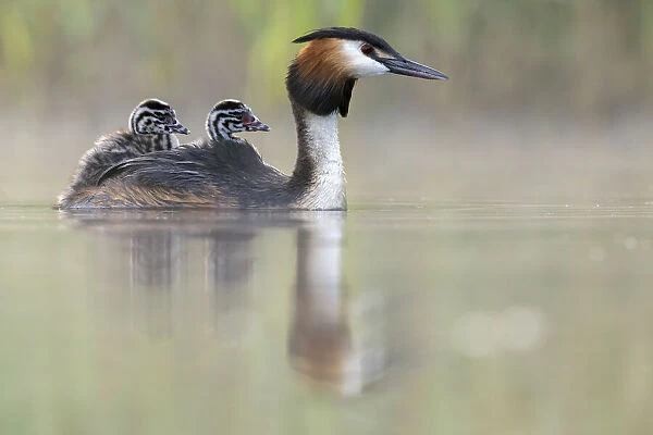 Great crested grebe (Podiceps cristatus) parent bird with chicks on its back