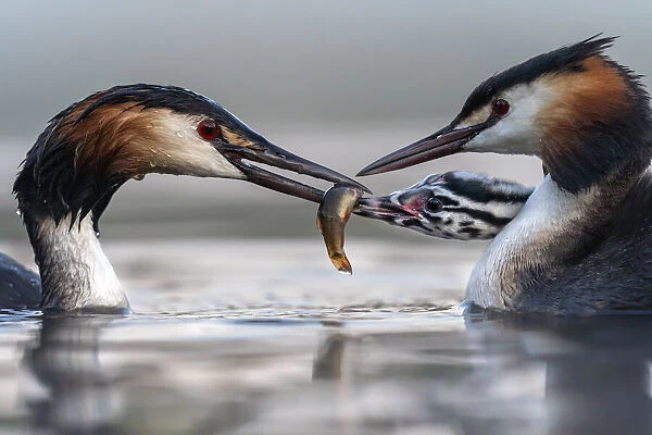 Great crested grebe (Podiceps cristatus) parents busy feeding their young with fish