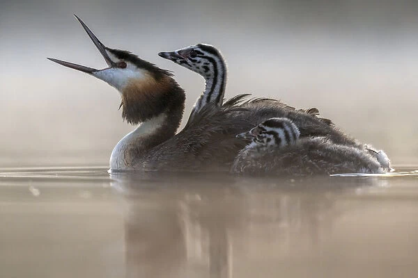 Great crested grebe (Podiceps cristatus) parent bird with chick on its back