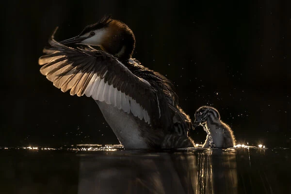 Great crested grebe (Podiceps cristatus) adult grebe shaking chick off its back to go