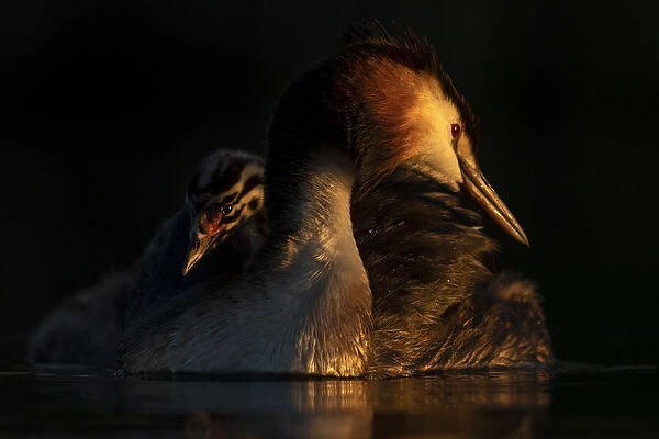 Great crested grebe (Podiceps cristatus) adult with young chick on the back preening in