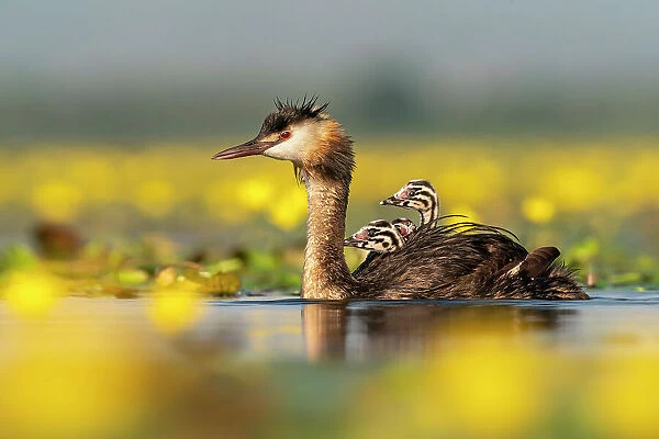 Great crested grebe (Podiceps cristatus) with young chicks on the back among Fringed water lilies (Nymphoides peltata) Lake Kerkini, Greece, July