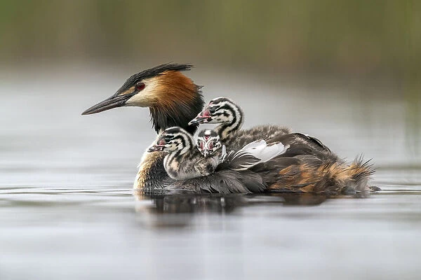 Great crested grebe (Podiceps cristatus) carrying chicks on its back in early morning light, Valkenhorst Nature Reserve, The Netherlands, Europe. May