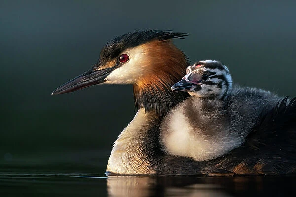 Great crested grebe (Podiceps cristatus) carrying a chick on its back in early morning light, Valkenhorst Nature Reserve, The Netherlands, Europe. May