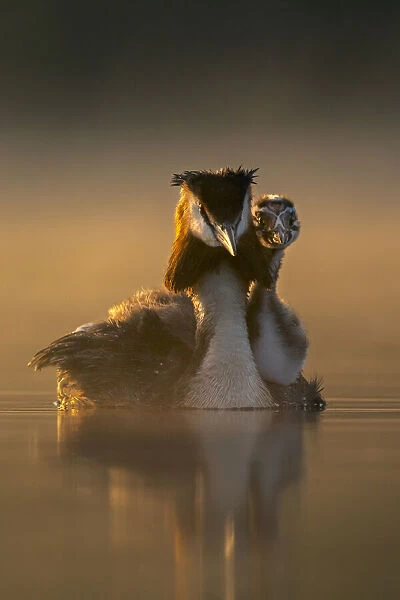 Great crested grebe (Podiceps cristatus) carrying chick on its back in early morning light, Valkenhorst Nature Reserve, The Netherlands, Europe. May