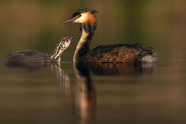Great crested grebe (Podiceps cristatus) with chick begging for attention in early morning light, Valkenhorst Nature Reserve, The Netherlands, Europe. June