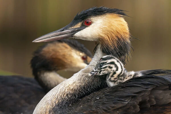 Great crested grebe (Podiceps cristatus) with chick nestled on its back, Valkenhorst Nature Reserve, The Netherlands, Europe. August