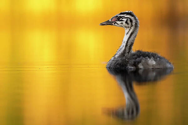 Great crested grebe (Podiceps cristatus) chick on water in early morning light, Valkenhorst nature reserve, Valkenswaard, The Netherlands. June