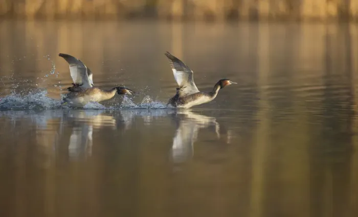 Framed Print : Great crested grebe (Podiceps cristatus) adult aggressively pursues another in a Framed Print : Great crested grebe (Podiceps cristatus) adult aggressively pursues another in a