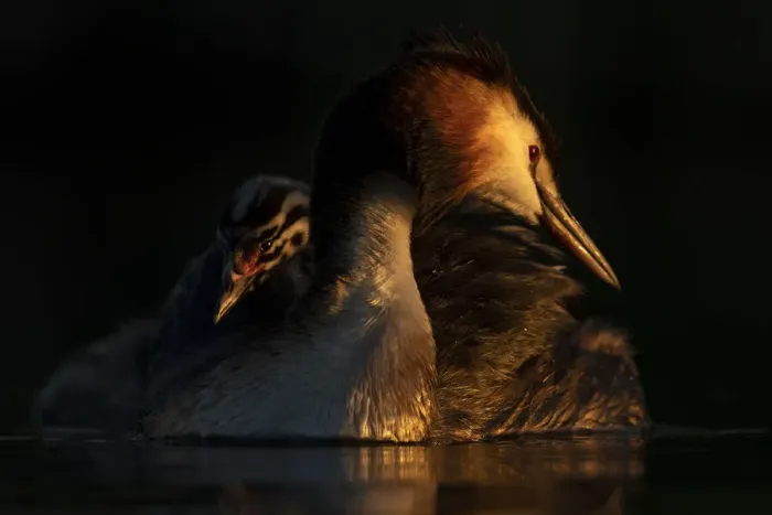 Framed Print : Great crested grebe (Podiceps cristatus) adult with young chick on the back preening in Framed Print : Great crested grebe (Podiceps cristatus) adult with young chick on the back preening in
