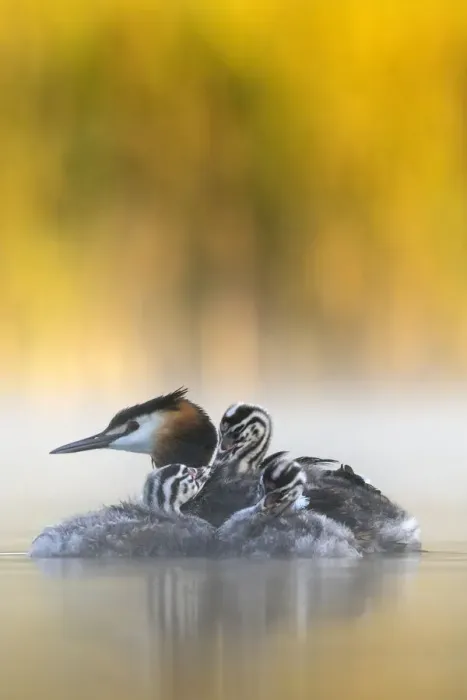 Framed Print : Great crested grebe (Podiceps cristatus) adult with young chicks in the first morning Framed Print : Great crested grebe (Podiceps cristatus) adult with young chicks in the first morning