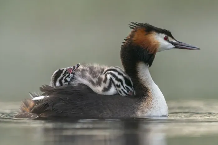 Framed Print : Great crested grebe (Podiceps cristatus) adult with young on nthe back busy with Framed Print : Great crested grebe (Podiceps cristatus) adult with young on nthe back busy with