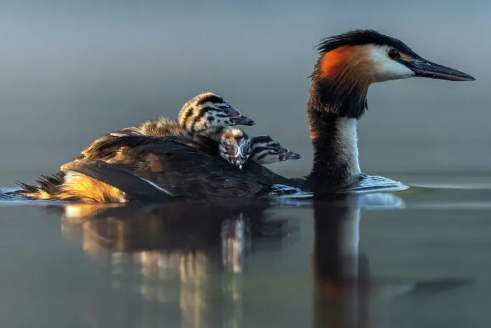Framed Print : Great crested grebe (Podiceps cristatus) carring three chicks on its back, Valkenhorst nature reserve, Valkenswaard, The Netherlands Framed Print : Great crested grebe (Podiceps cristatus) carring three chicks on its back, Valkenhorst nature reserve, Valkenswaard, The Netherlands