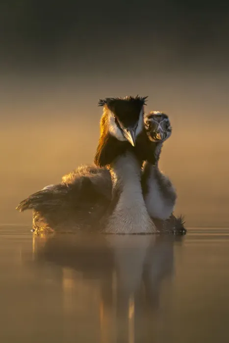 Framed Print : Great crested grebe (Podiceps cristatus) carrying chick on its back in early morning light, Valkenhorst Nature Reserve, The Netherlands, Europe. May Framed Print : Great crested grebe (Podiceps cristatus) carrying chick on its back in early morning light, Valkenhorst Nature Reserve, The Netherlands, Europe. May