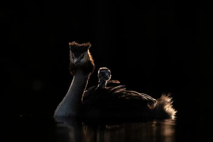 Framed Print : Great crested grebe (Podiceps cristatus) with chick on its back, backlit in evening light, Valkenhorst Nature Reserve, The Netherlands. May Framed Print : Great crested grebe (Podiceps cristatus) with chick on its back, backlit in evening light, Valkenhorst Nature Reserve, The Netherlands. May