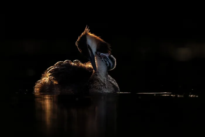 Framed Print : Great crested grebe (Podiceps cristatus) with chick on its back, backlit in evening light, Valkenhorst Nature Reserve, The Netherlands. May Framed Print : Great crested grebe (Podiceps cristatus) with chick on its back, backlit in evening light, Valkenhorst Nature Reserve, The Netherlands. May