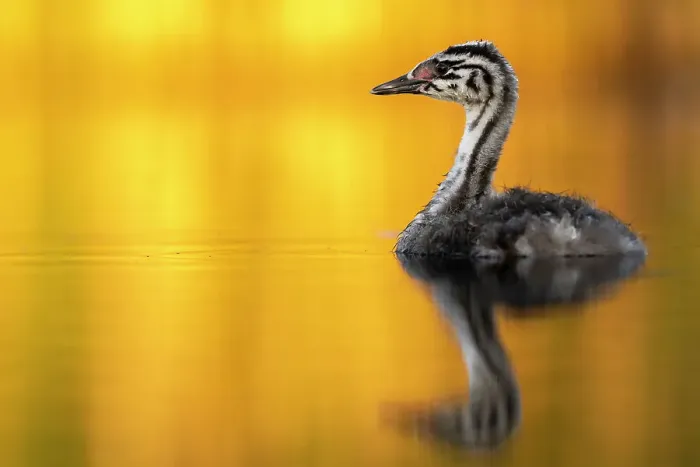 Framed Print : Great crested grebe (Podiceps cristatus) chick on water in early morning light, Valkenhorst nature reserve, Valkenswaard, The Netherlands. June Framed Print : Great crested grebe (Podiceps cristatus) chick on water in early morning light, Valkenhorst nature reserve, Valkenswaard, The Netherlands. June