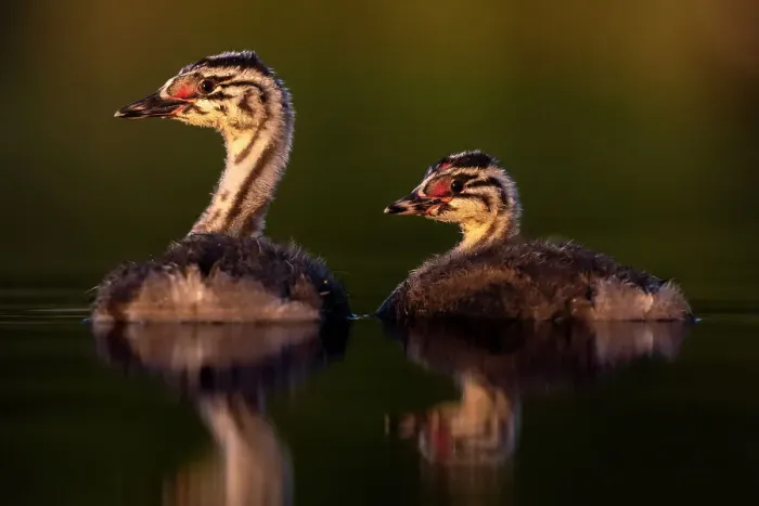 Framed Print : Two Great crested grebe (Podiceps cristatus) chicks on water in early morning light, Valkenhorst nature reserve, Valkenswaard, The Netherlands. June Framed Print : Two Great crested grebe (Podiceps cristatus) chicks on water in early morning light, Valkenhorst nature reserve, Valkenswaard, The Netherlands. June